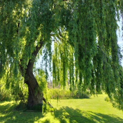 mclaren vale wedding venue under willow tree on oxenberry farm winery